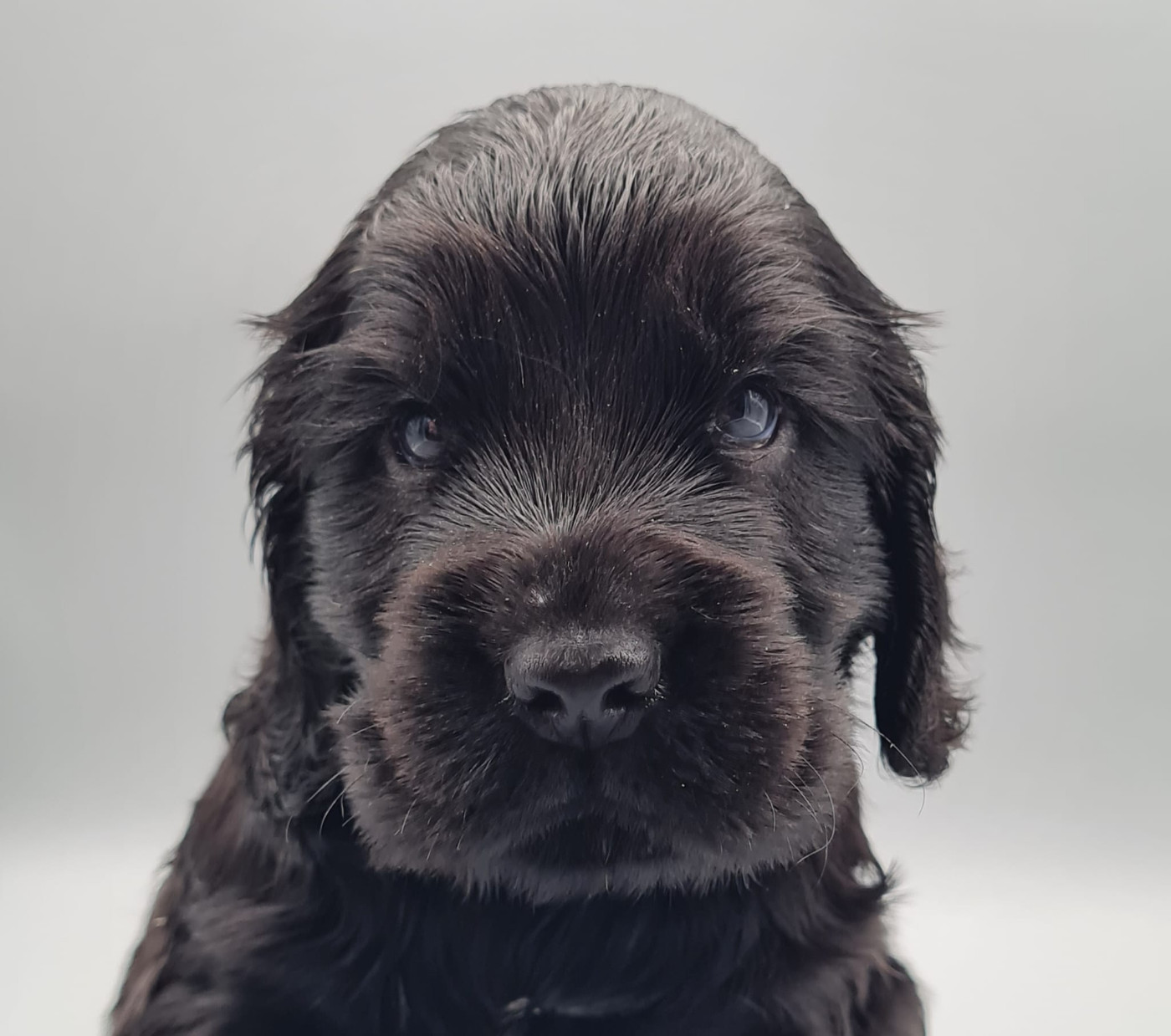 du mont de la chenaie - Chiots disponibles - Cocker Spaniel Anglais