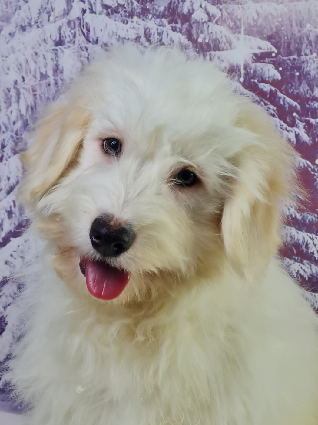 du mont de la chenaie - Chiots disponibles - Coton de Tulear