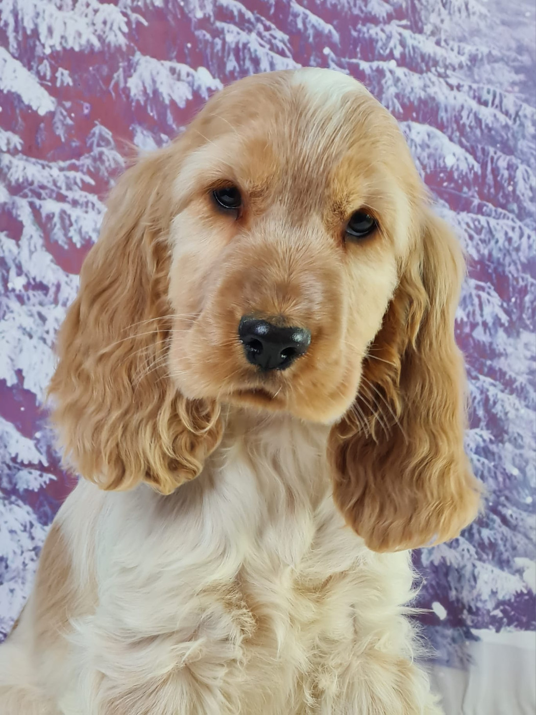 du mont de la chenaie - Chiots disponibles - Cocker Spaniel Anglais