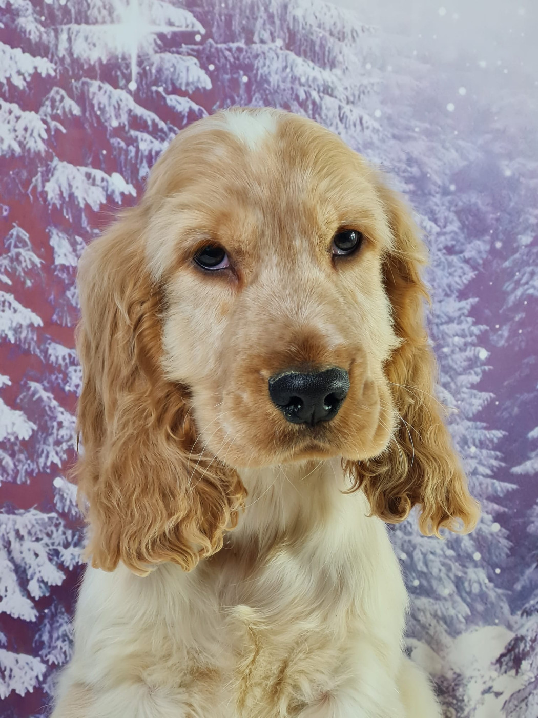 du mont de la chenaie - Chiots disponibles - Cocker Spaniel Anglais