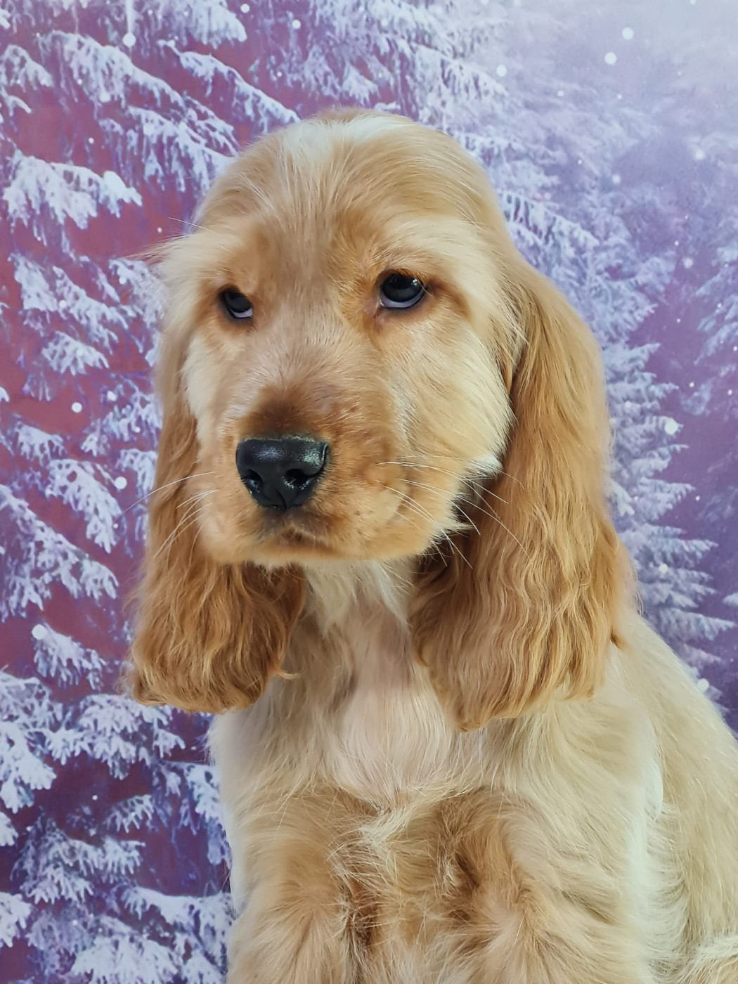 du mont de la chenaie - Chiots disponibles - Cocker Spaniel Anglais