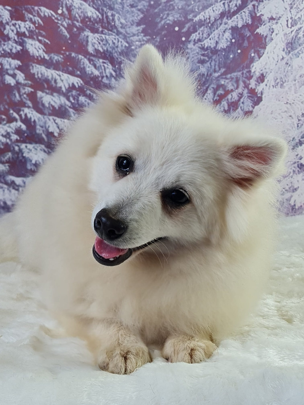 du mont de la chenaie - Chiots disponibles - Volpino Italiano