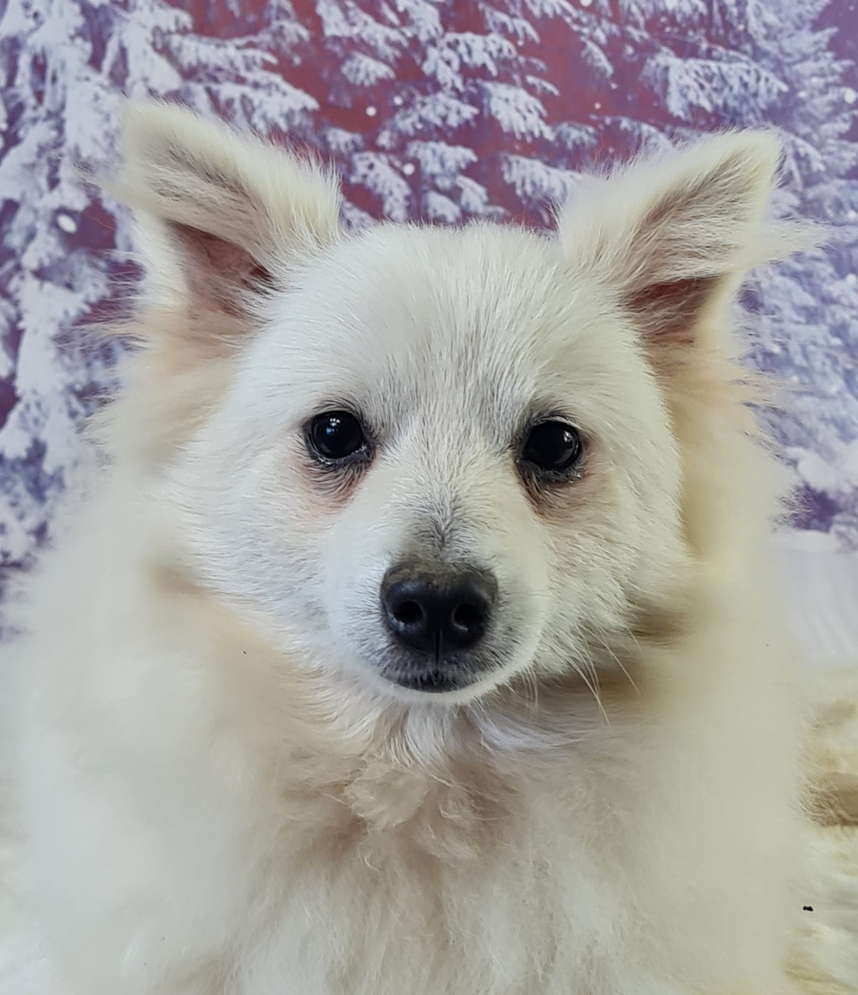 du mont de la chenaie - Chiots disponibles - Volpino Italiano