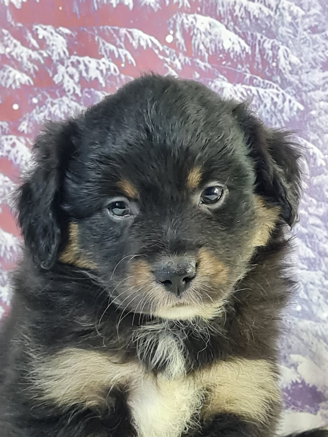 du mont de la chenaie - Chiots disponibles - Berger Américain Miniature 