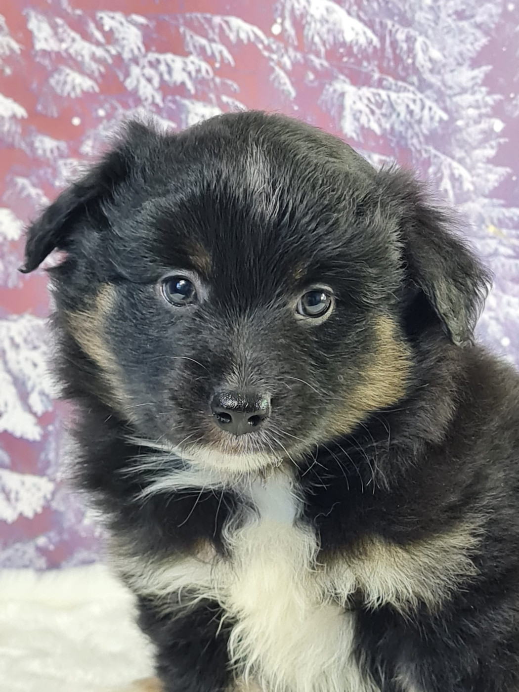 du mont de la chenaie - Chiots disponibles - Berger Américain Miniature 