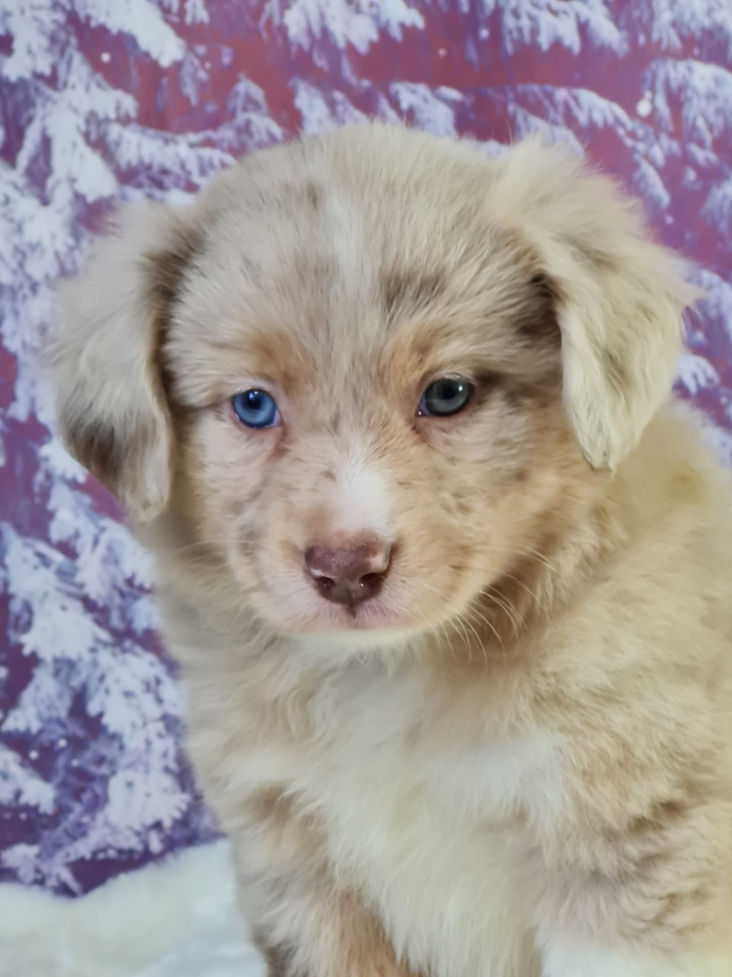 du mont de la chenaie - Chiots disponibles - Berger Américain Miniature 