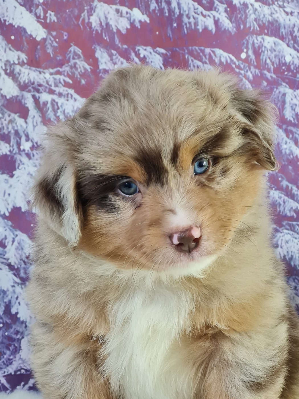 du mont de la chenaie - Chiots disponibles - Berger Américain Miniature 