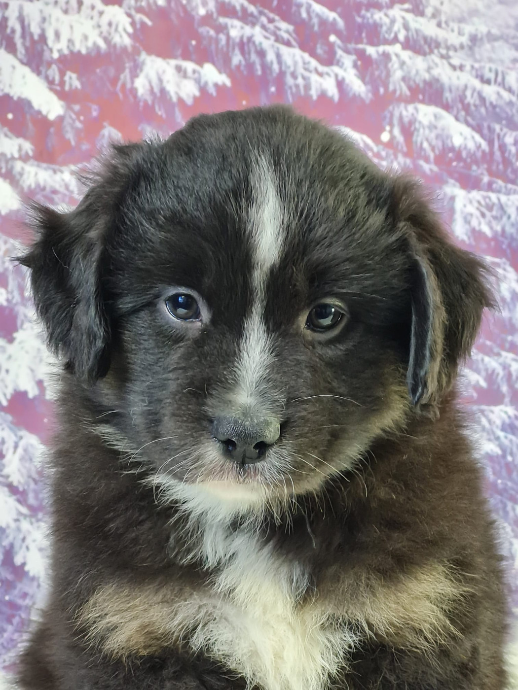 du mont de la chenaie - Chiots disponibles - Berger Américain Miniature 