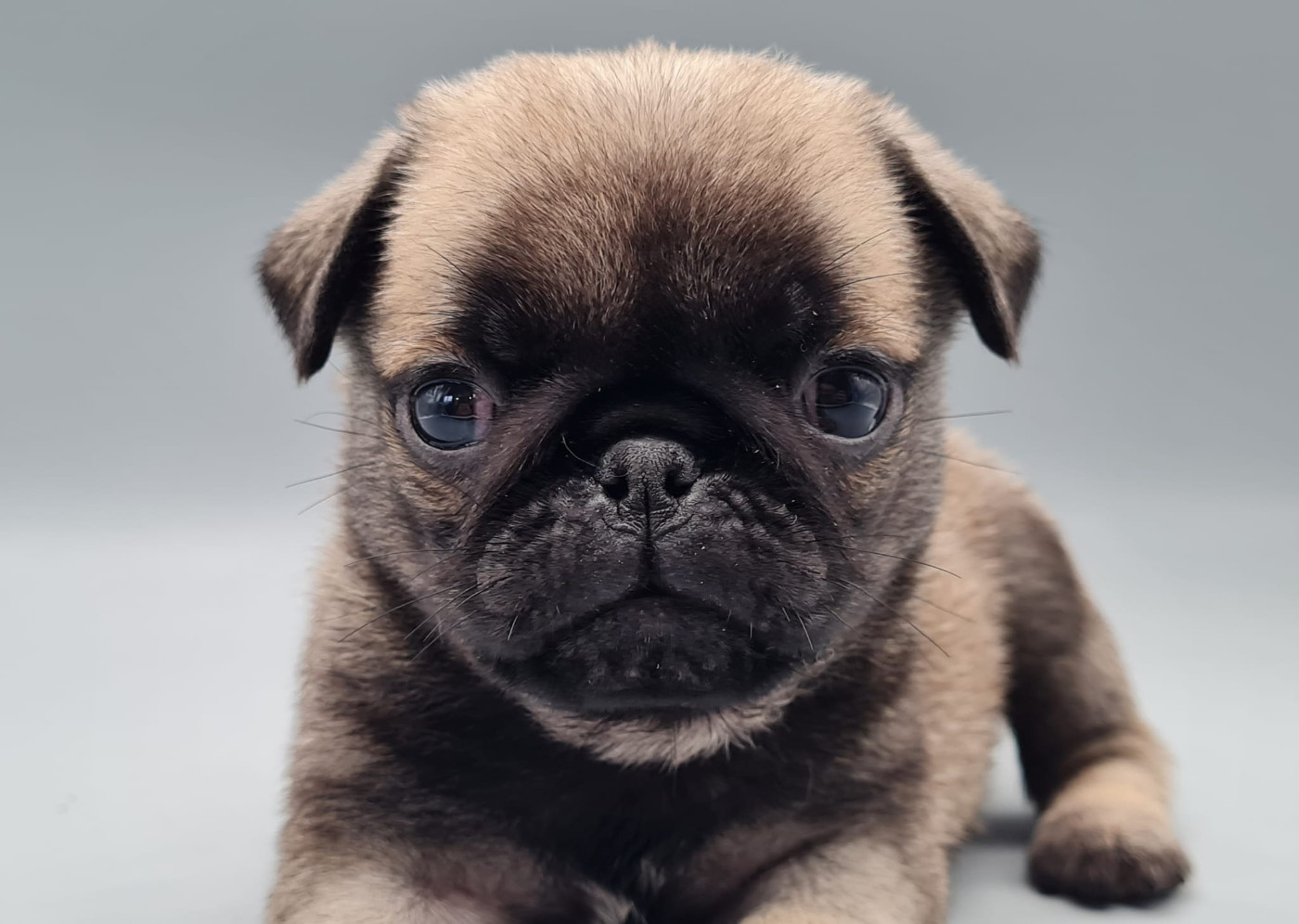 du mont de la chenaie - Chiots disponibles - Carlin