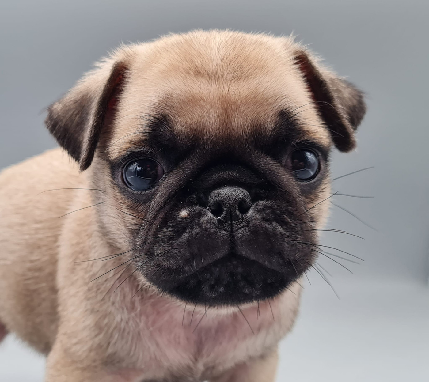 du mont de la chenaie - Chiots disponibles - Carlin