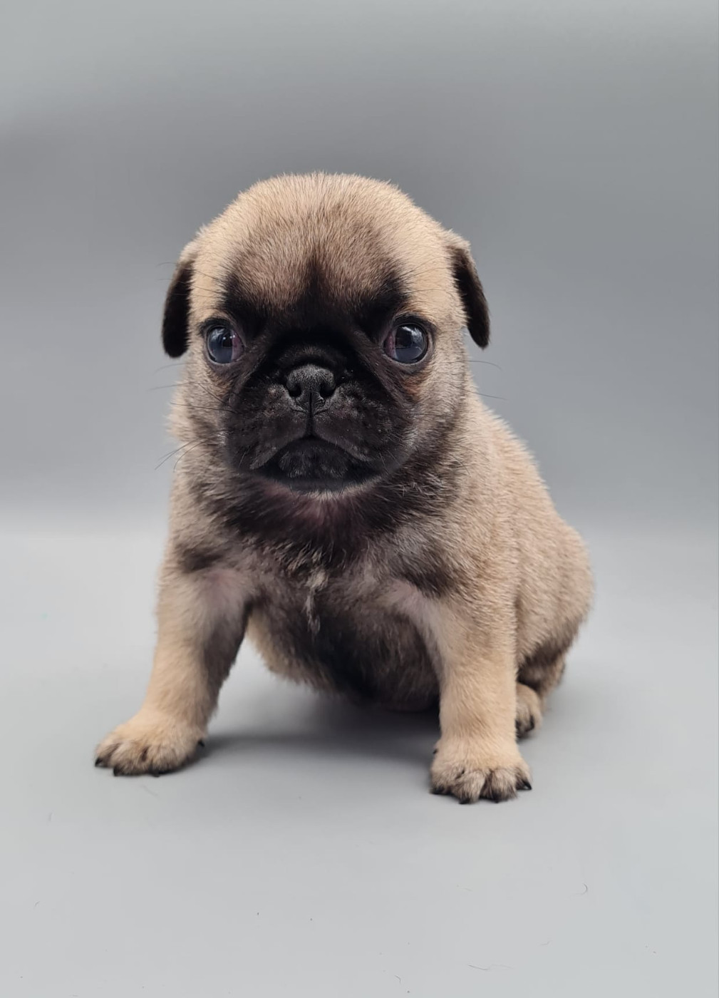 du mont de la chenaie - Chiots disponibles - Carlin