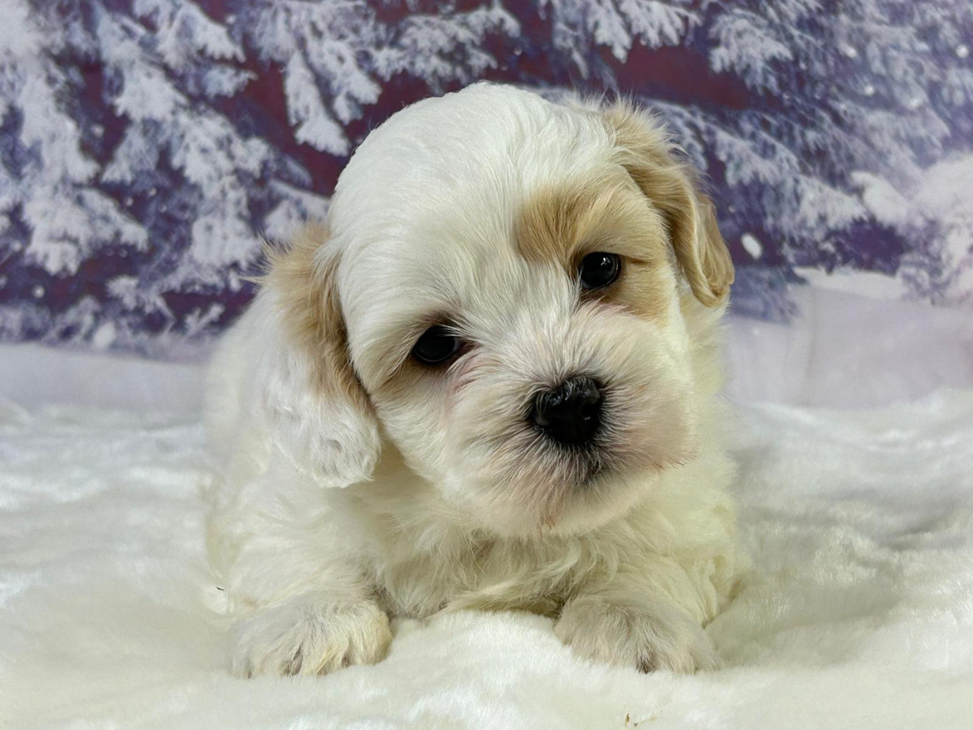 du mont de la chenaie - Chiots disponibles - Coton de Tulear