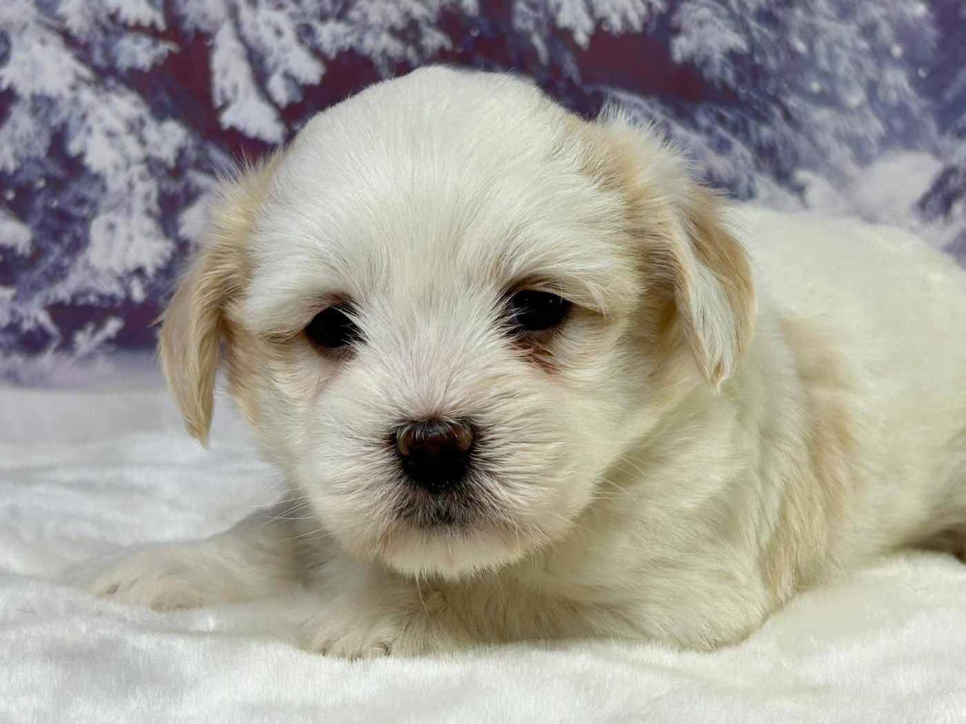 du mont de la chenaie - Chiots disponibles - Coton de Tulear