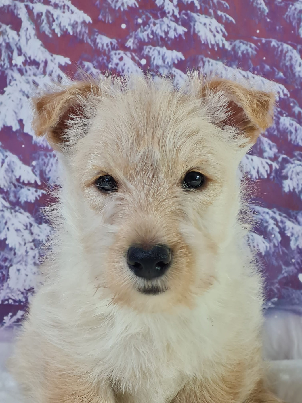 du mont de la chenaie - Chiots disponibles - Scottish Terrier