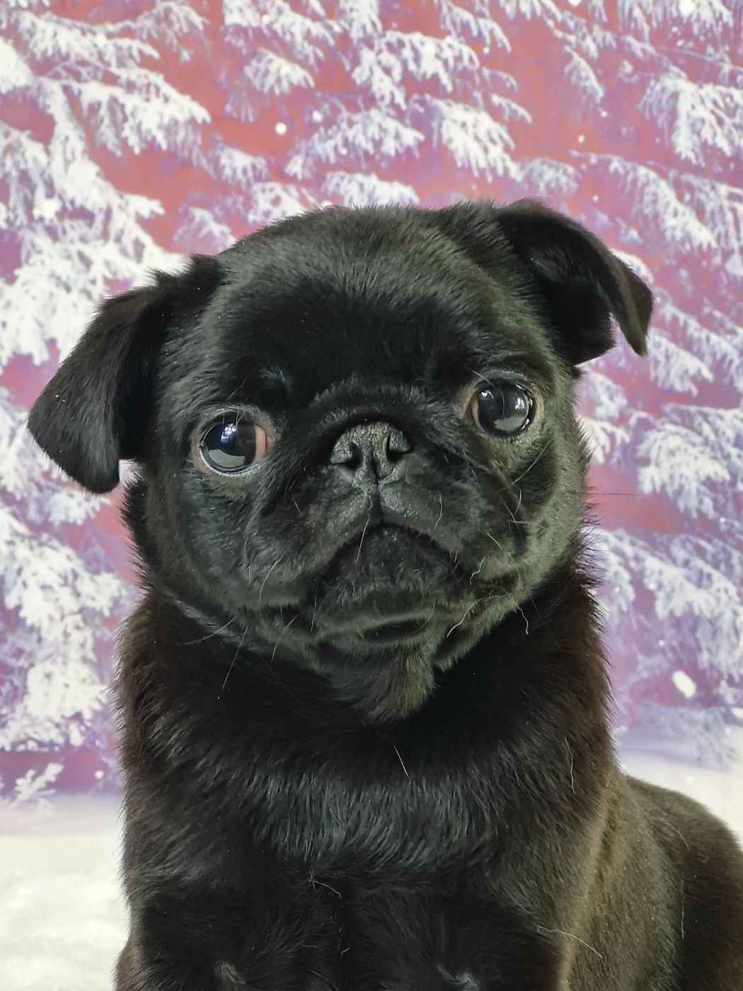 du mont de la chenaie - Chiots disponibles - Carlin