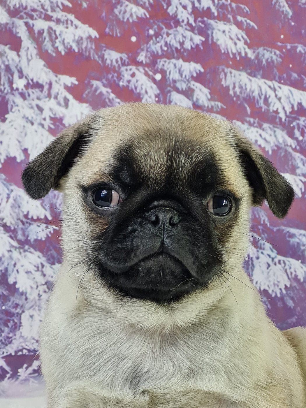 du mont de la chenaie - Chiots disponibles - Carlin