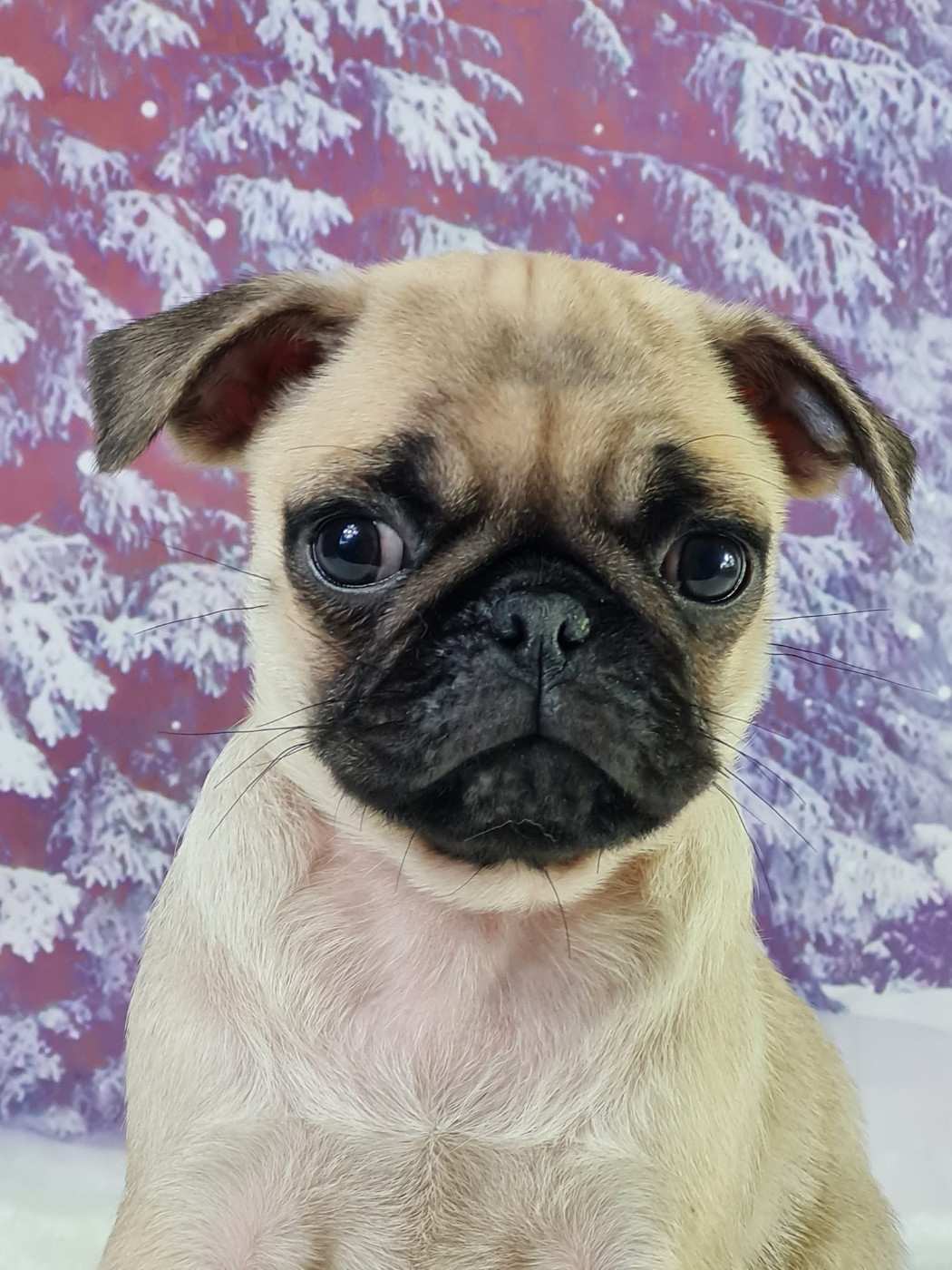 du mont de la chenaie - Chiots disponibles - Carlin