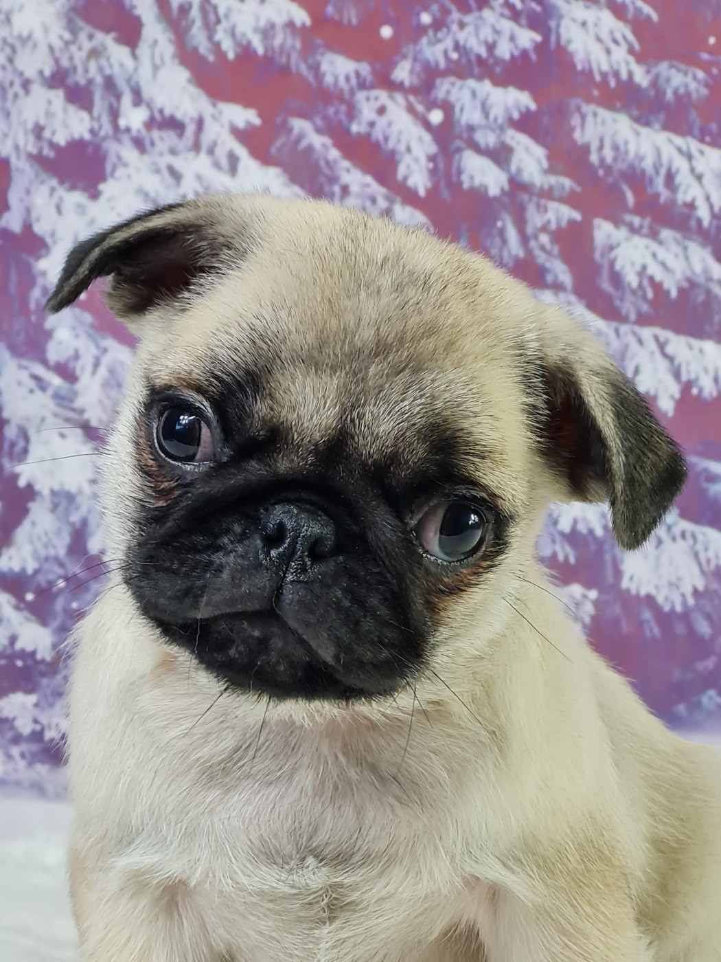 du mont de la chenaie - Chiots disponibles - Carlin