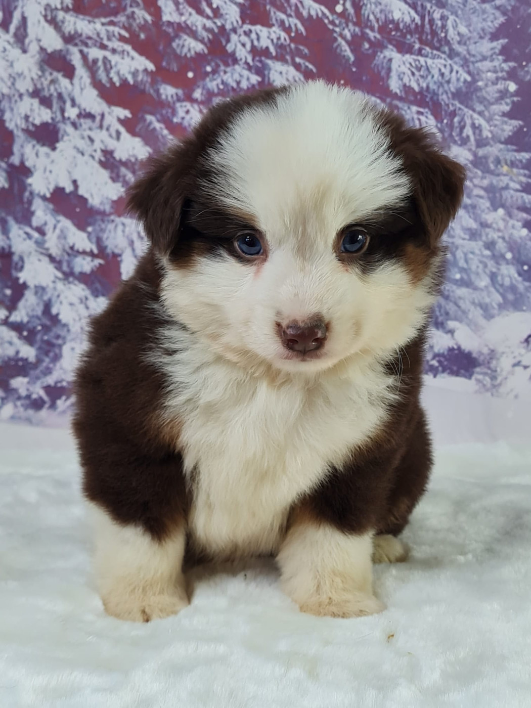 du mont de la chenaie - Chiots disponibles - Berger Américain Miniature 