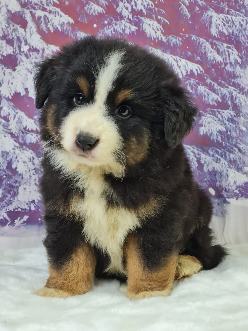 du mont de la chenaie - Chiots disponibles - Berger Américain Miniature 