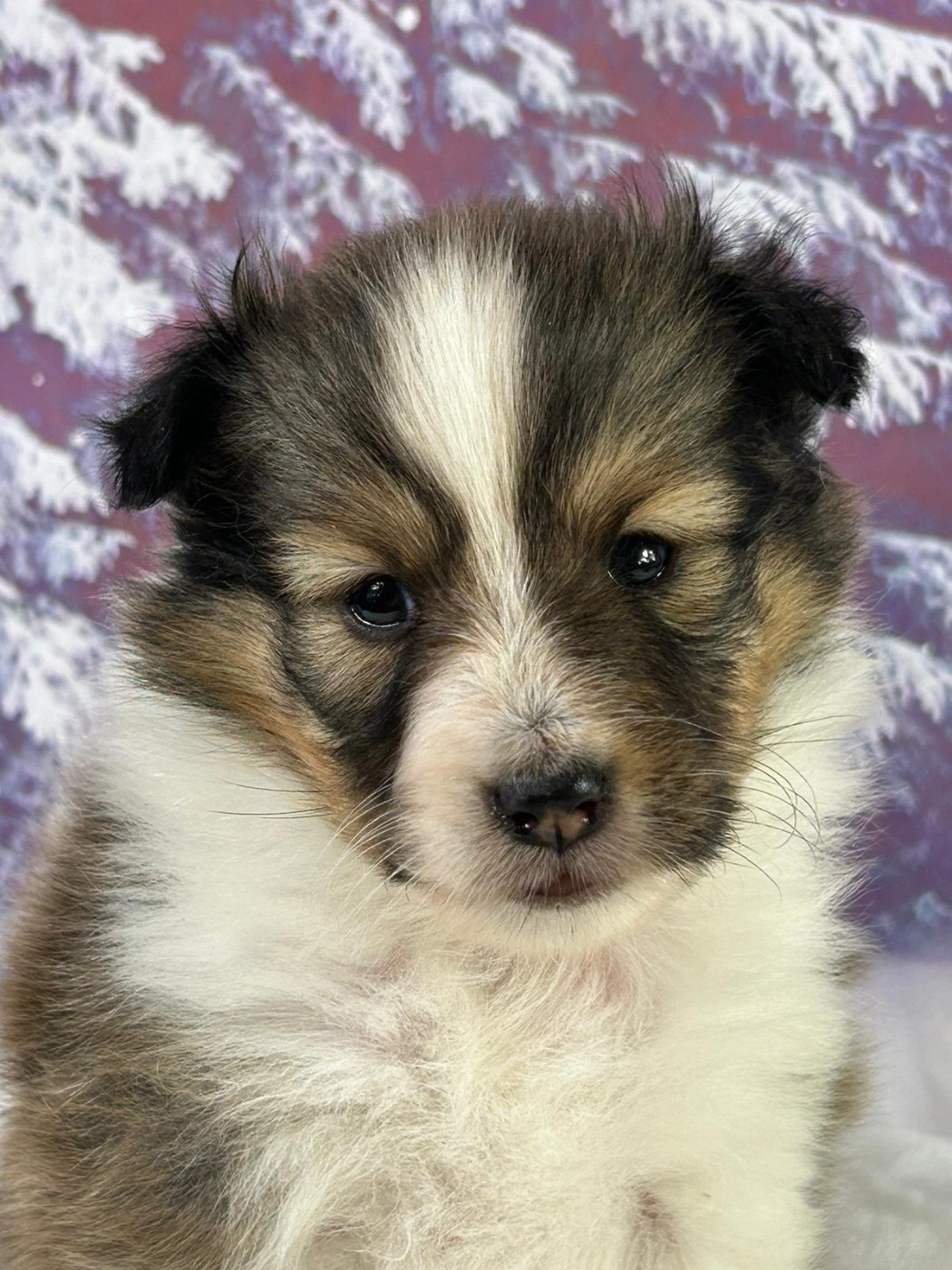 du mont de la chenaie - Chiots disponibles - Shetland Sheepdog