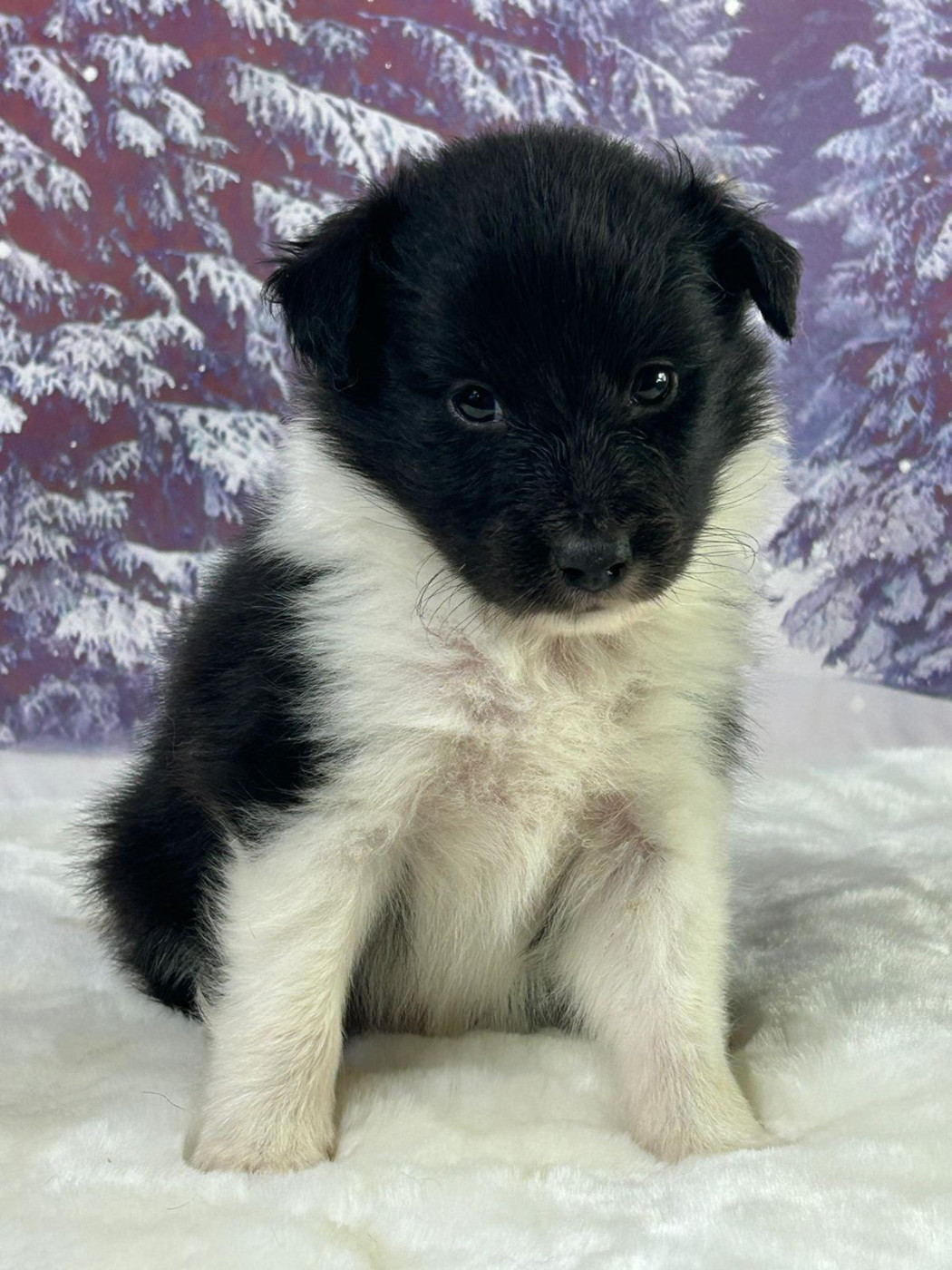 du mont de la chenaie - Chiots disponibles - Shetland Sheepdog