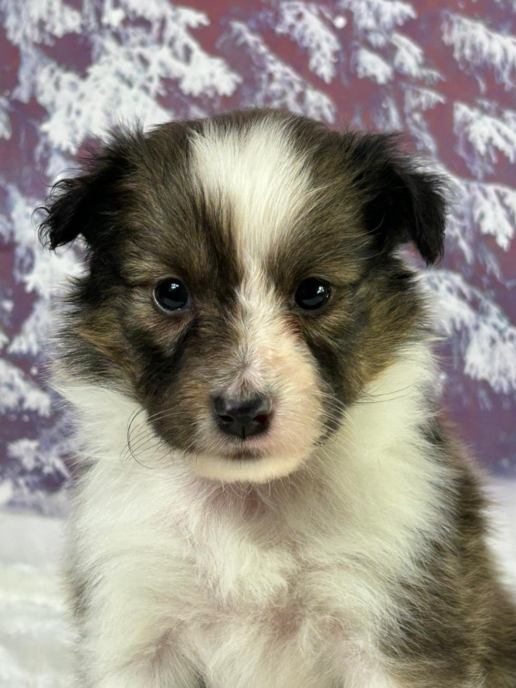 du mont de la chenaie - Chiots disponibles - Shetland Sheepdog