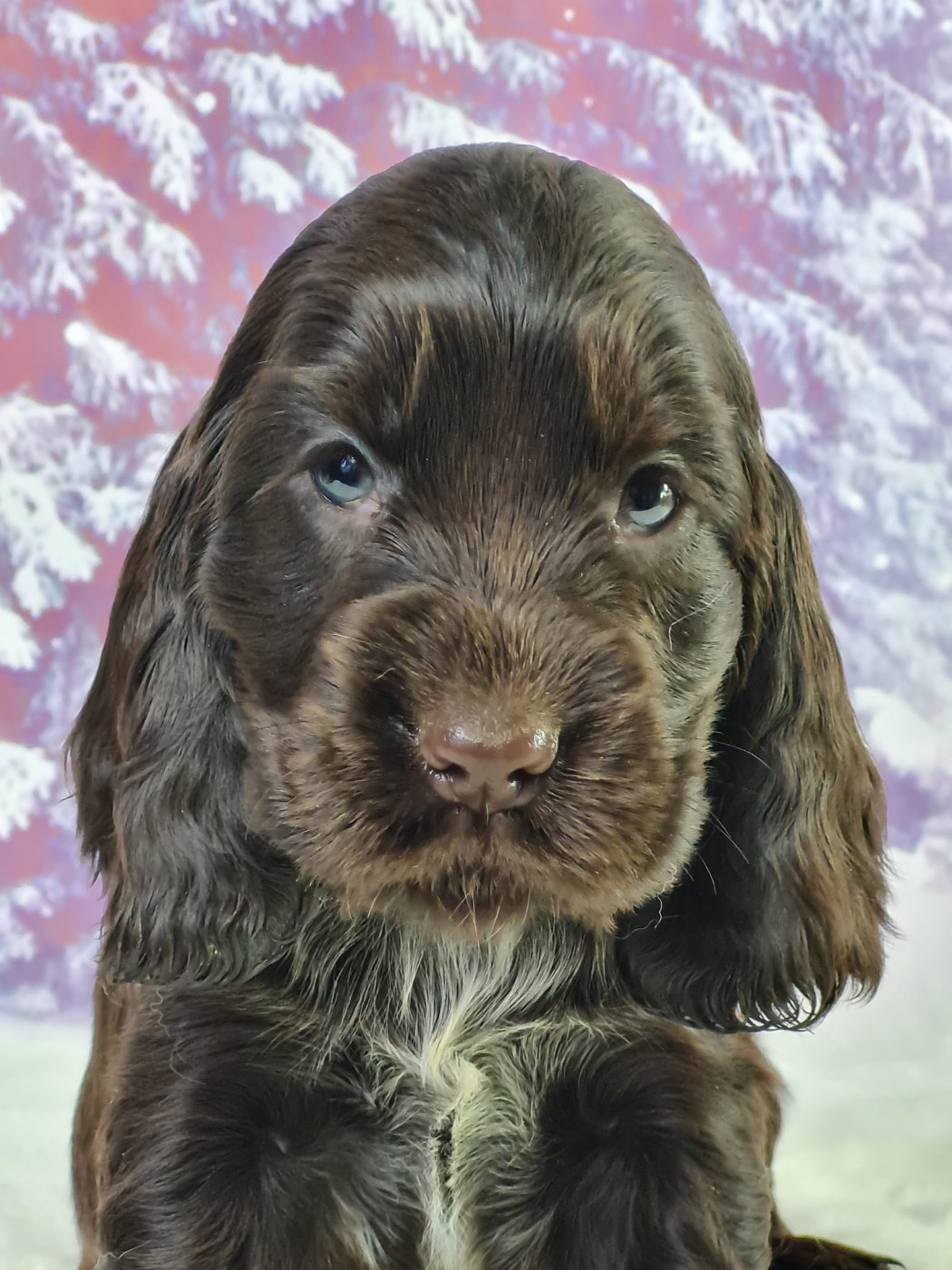 du mont de la chenaie - Chiots disponibles - Cocker Spaniel Anglais
