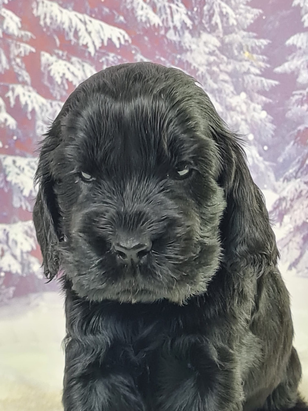 du mont de la chenaie - Chiots disponibles - Cocker Spaniel Anglais
