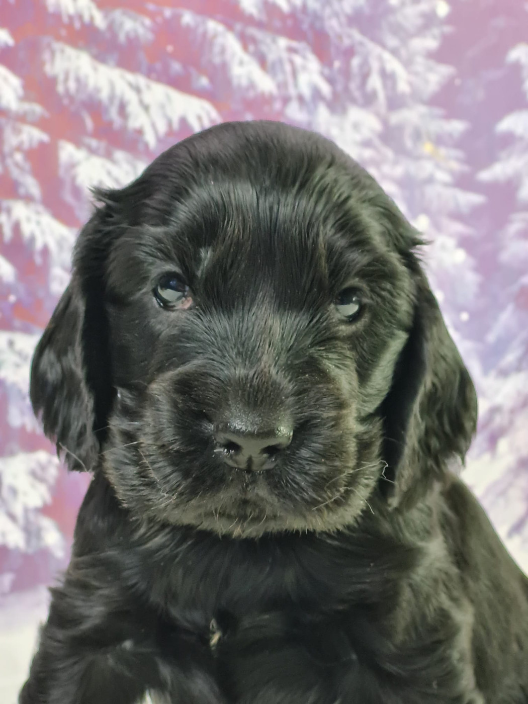 du mont de la chenaie - Chiots disponibles - Cocker Spaniel Anglais