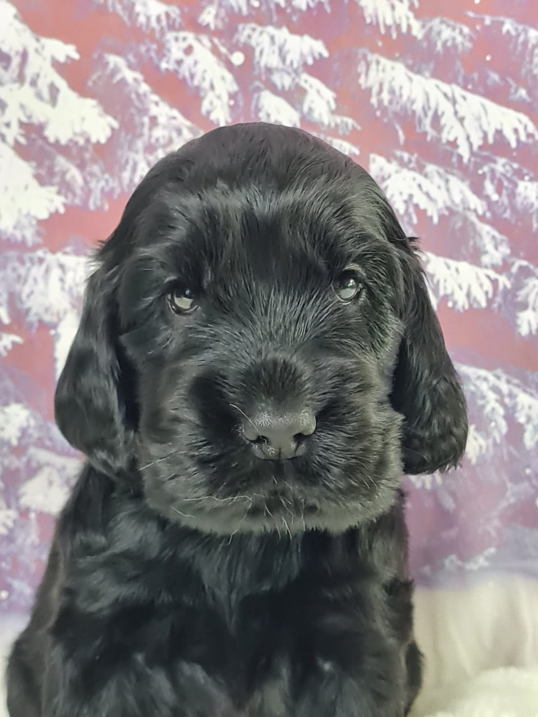 du mont de la chenaie - Chiots disponibles - Cocker Spaniel Anglais