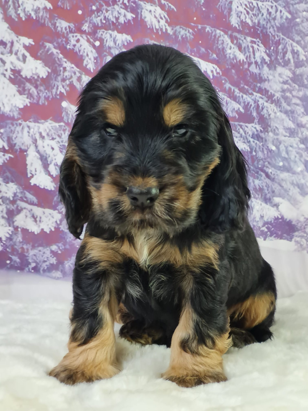 du mont de la chenaie - Chiots disponibles - Cocker Spaniel Anglais