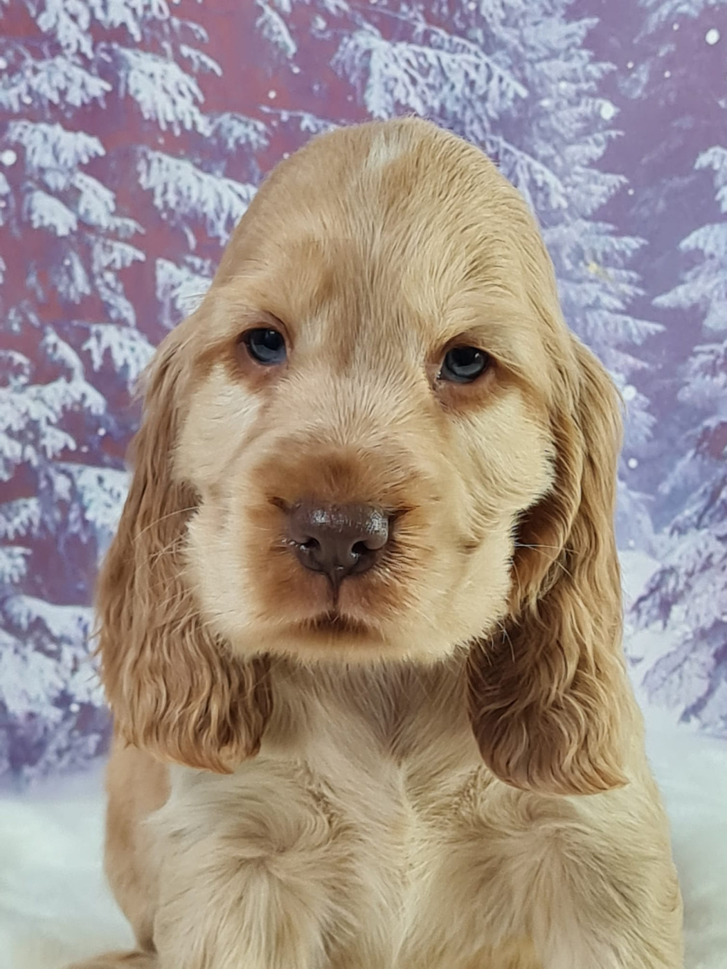 du mont de la chenaie - Chiots disponibles - Cocker Spaniel Anglais