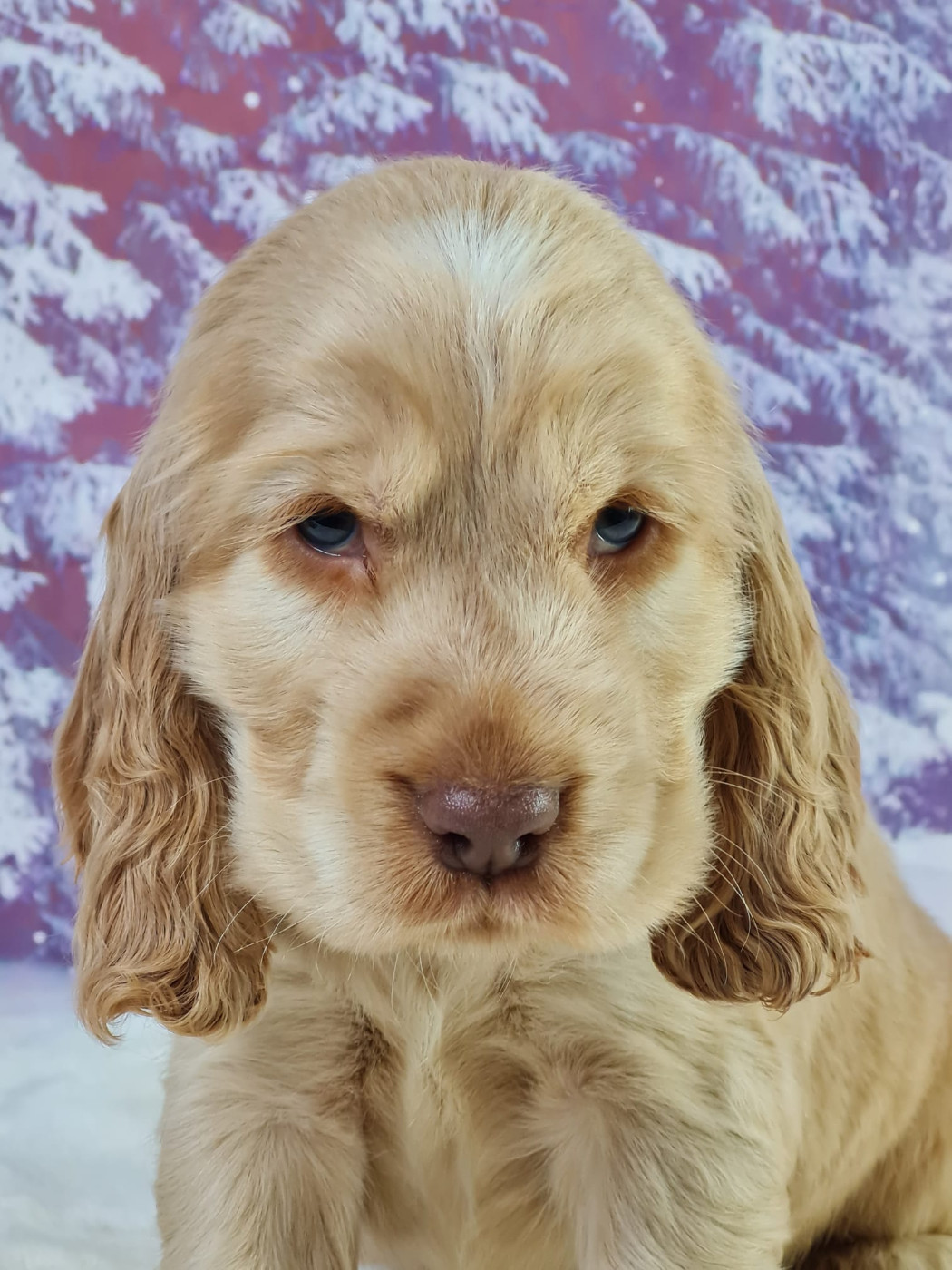 du mont de la chenaie - Chiots disponibles - Cocker Spaniel Anglais