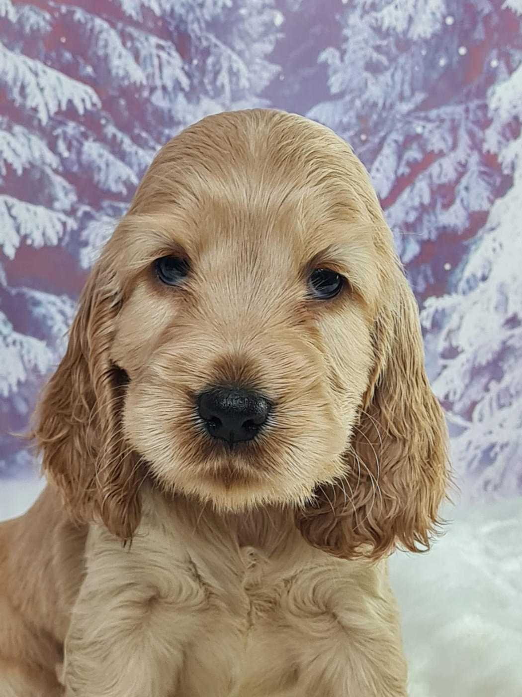 du mont de la chenaie - Chiots disponibles - Cocker Spaniel Anglais