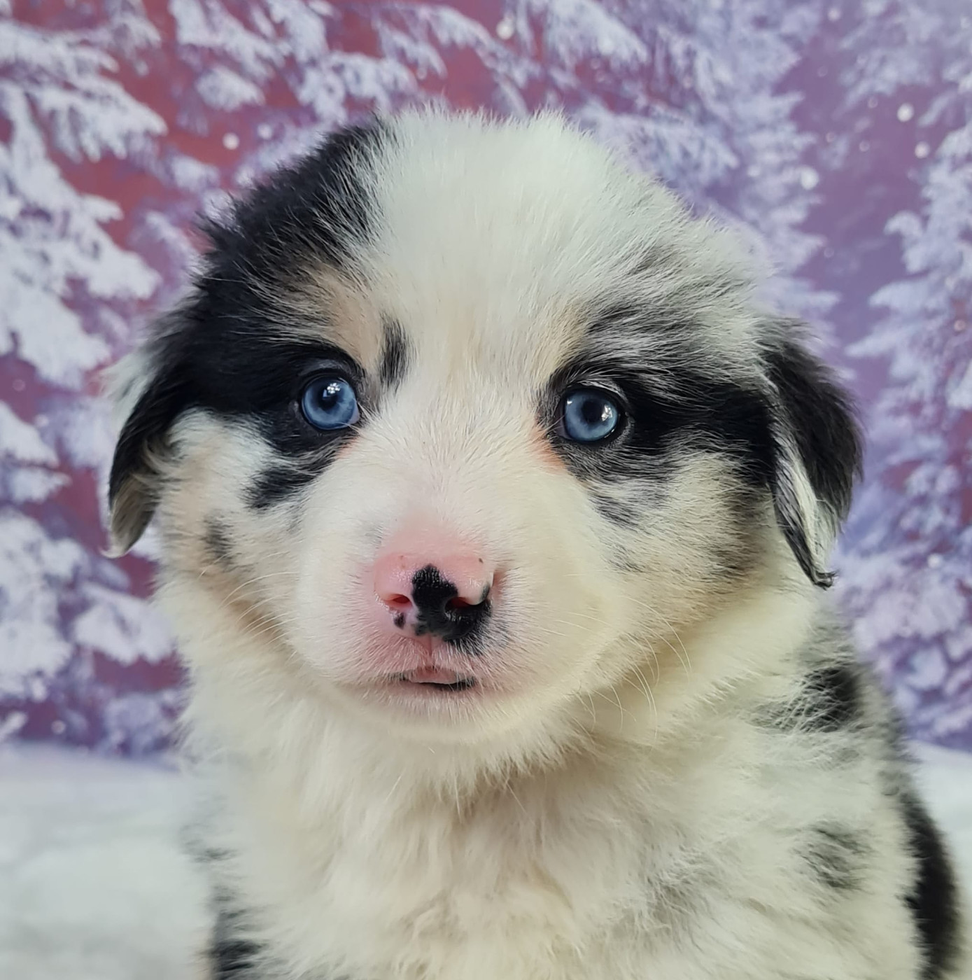 du mont de la chenaie - Chiots disponibles - Berger Américain Miniature 