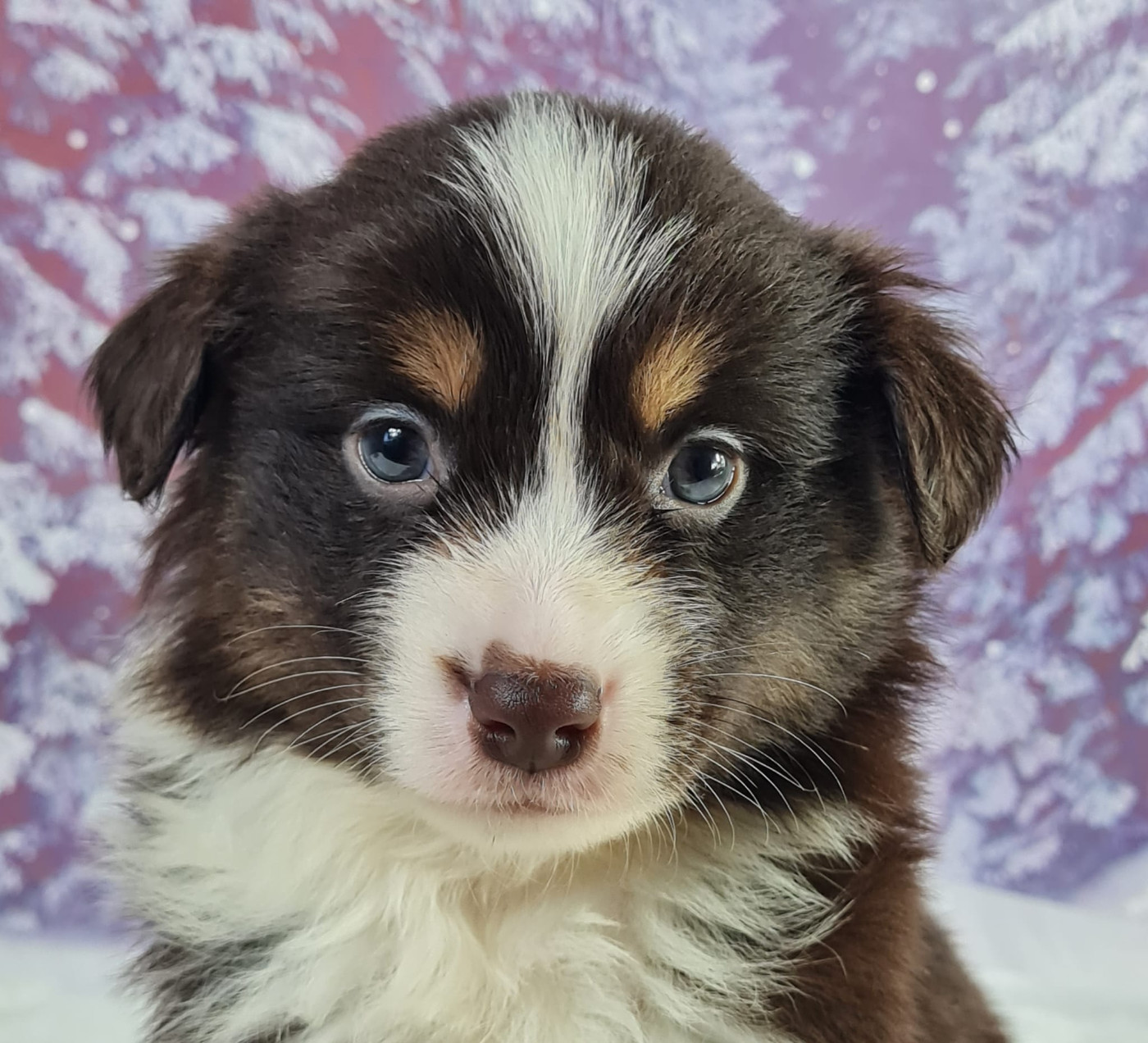 du mont de la chenaie - Chiots disponibles - Berger Américain Miniature 