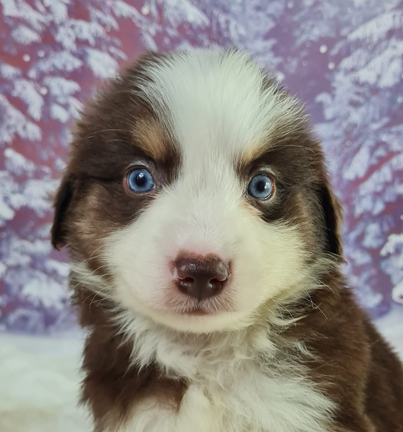 du mont de la chenaie - Chiots disponibles - Berger Américain Miniature 