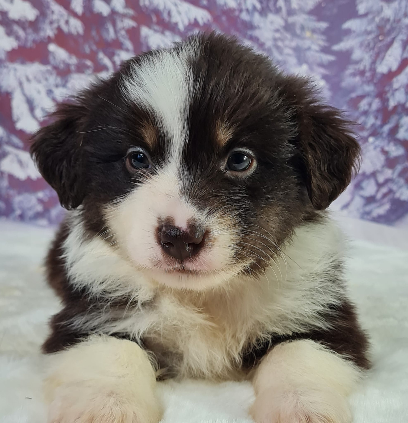 du mont de la chenaie - Chiots disponibles - Berger Américain Miniature 