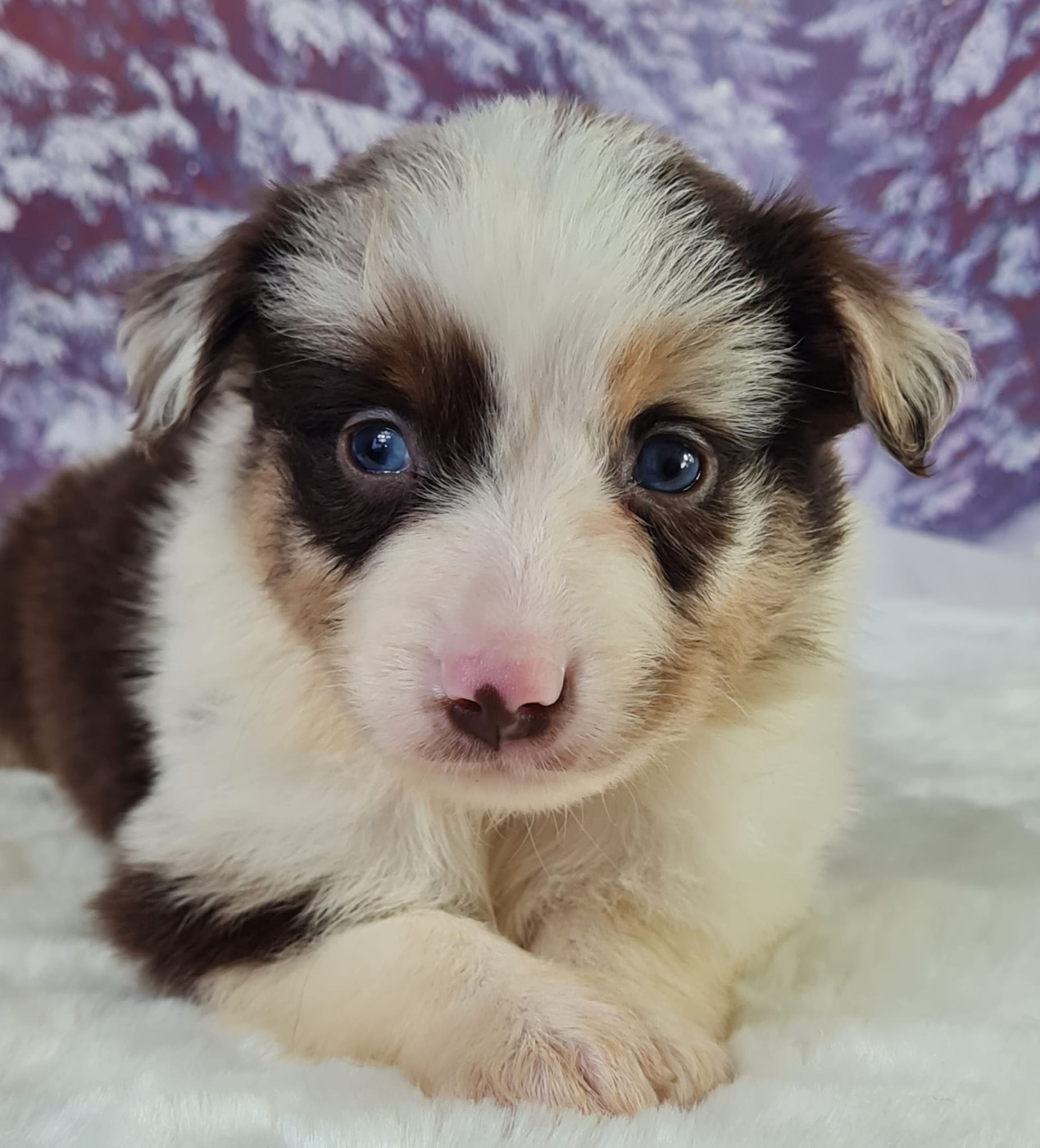 du mont de la chenaie - Chiots disponibles - Berger Américain Miniature 