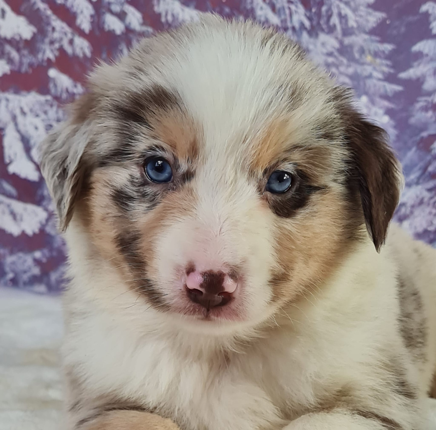 du mont de la chenaie - Chiots disponibles - Berger Américain Miniature 