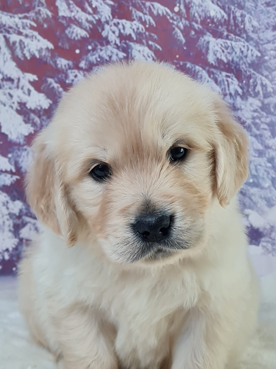 du mont de la chenaie - Chiots disponibles - Golden Retriever