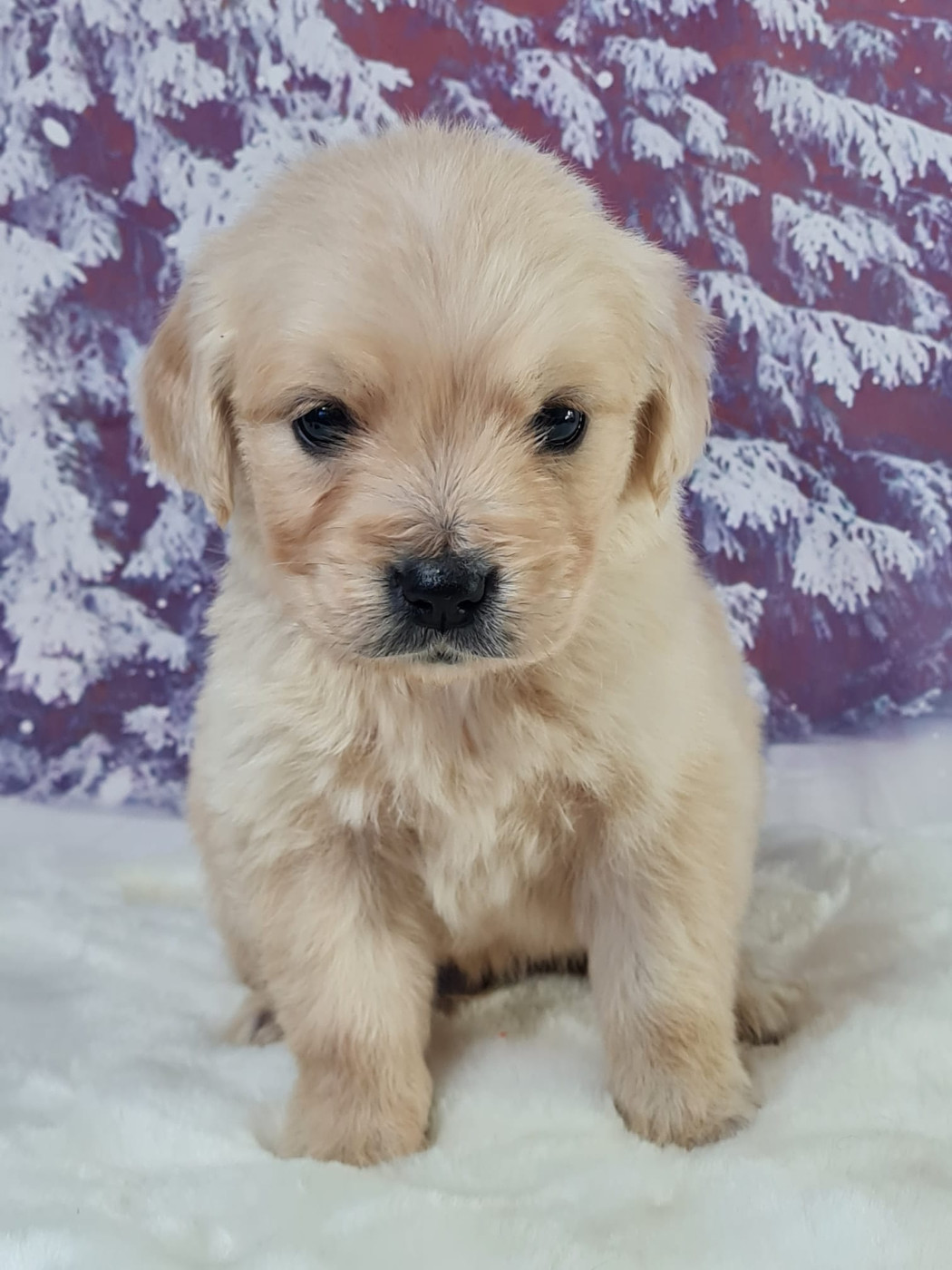 du mont de la chenaie - Chiots disponibles - Golden Retriever