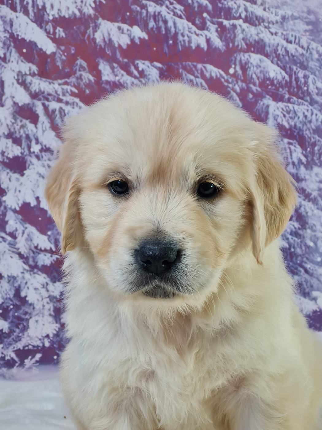 du mont de la chenaie - Chiots disponibles - Golden Retriever