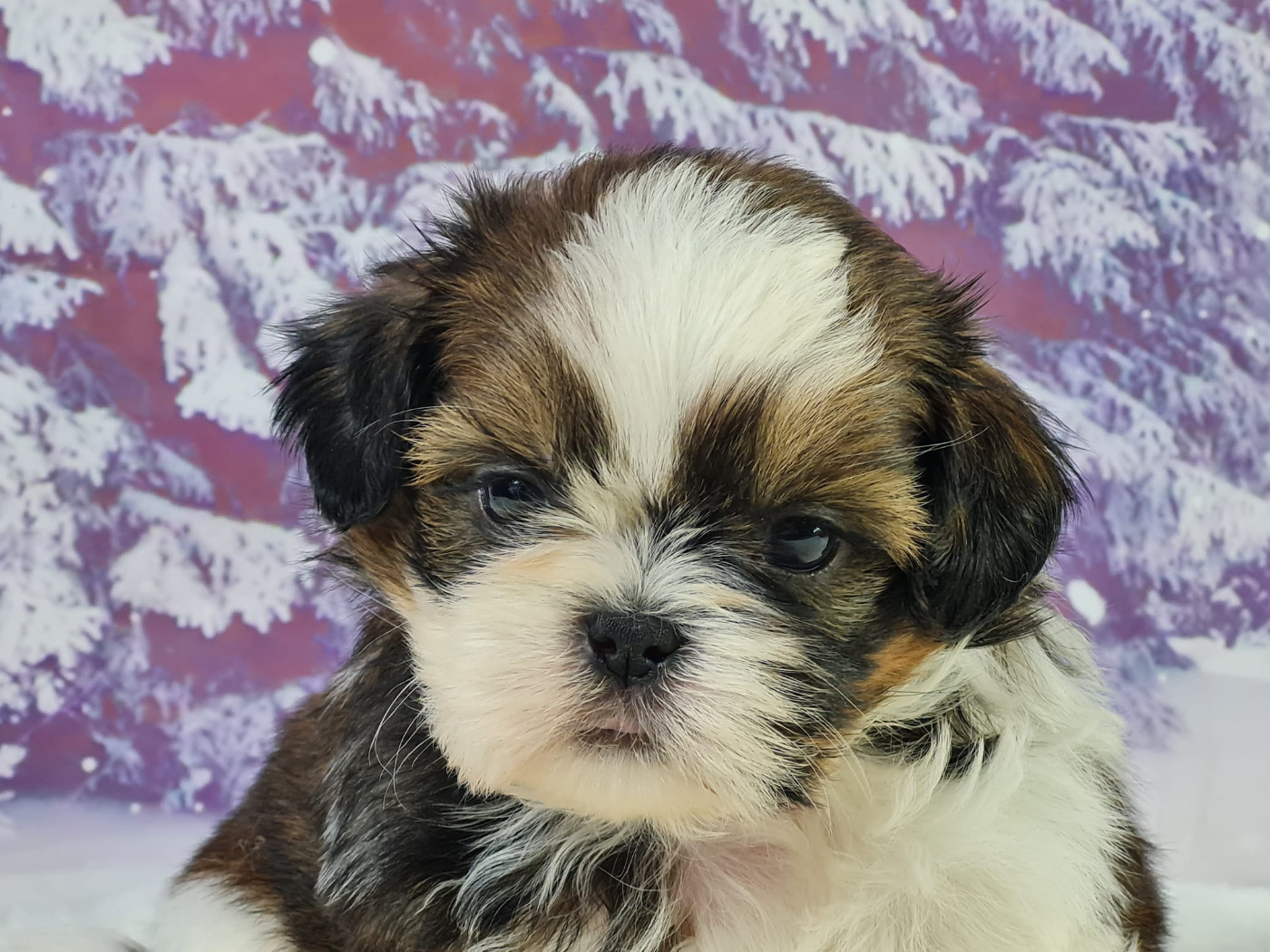 du mont de la chenaie - Chiots disponibles - Shih Tzu