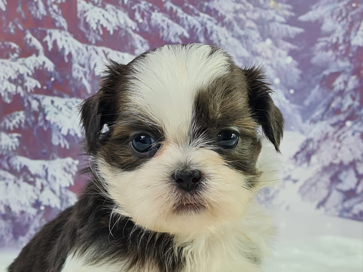du mont de la chenaie - Chiots disponibles - Shih Tzu