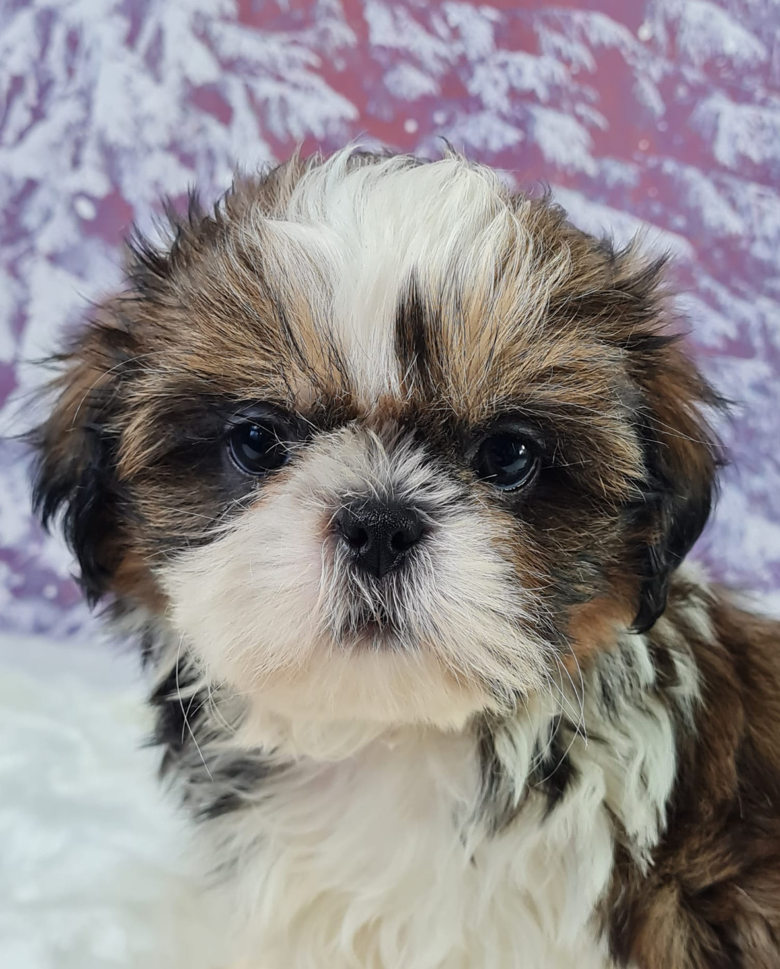 du mont de la chenaie - Chiots disponibles - Shih Tzu