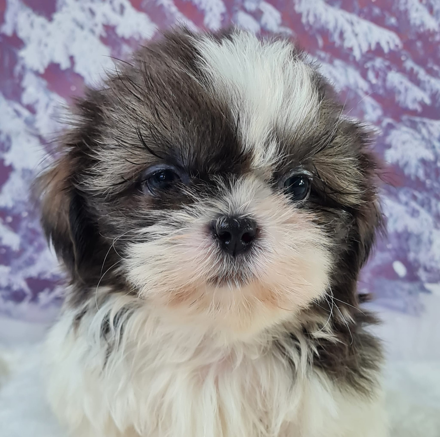 du mont de la chenaie - Chiots disponibles - Shih Tzu