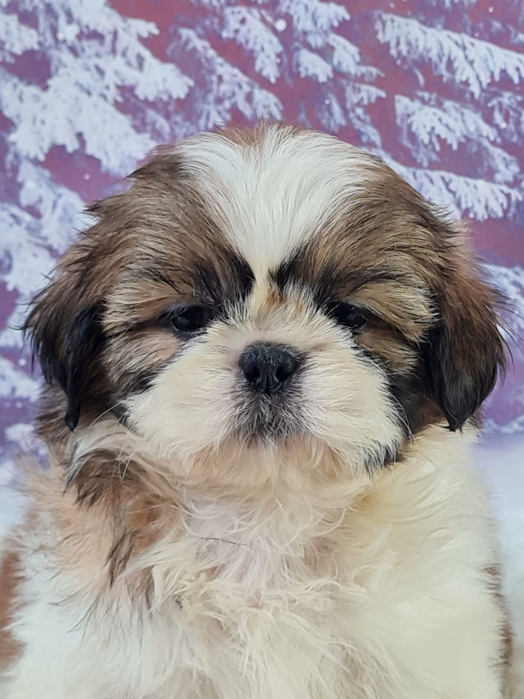 du mont de la chenaie - Chiots disponibles - Shih Tzu
