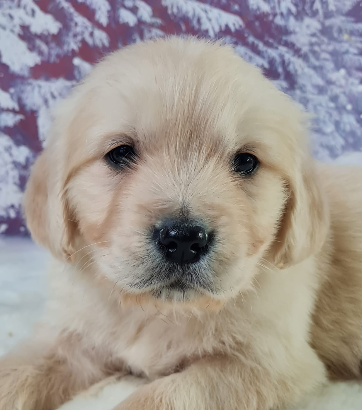 du mont de la chenaie - Chiots disponibles - Golden Retriever